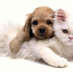pets2